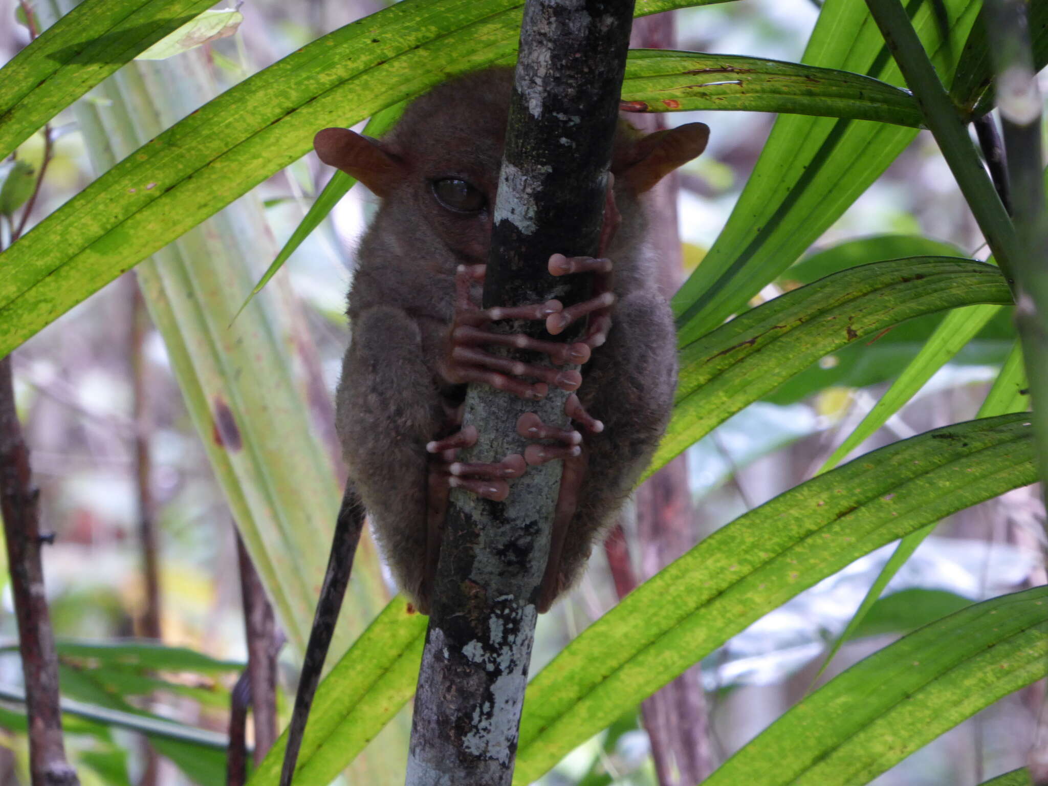 Image de Tarsier des Philippines