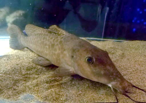 Image of Armoured Catfish