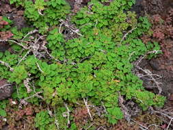 Image of Parietaria filamentosa Webb & Berth.