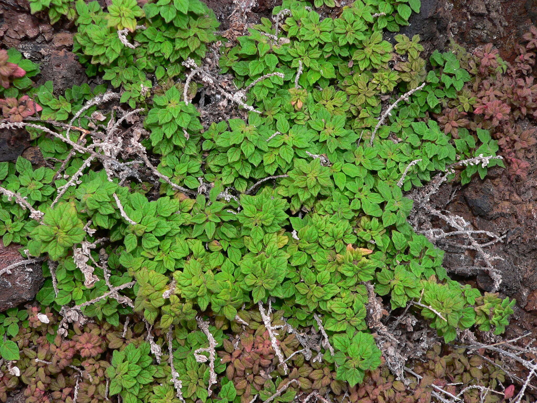 Image of Parietaria filamentosa Webb & Berth.