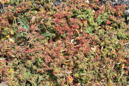 Image of common iceplant