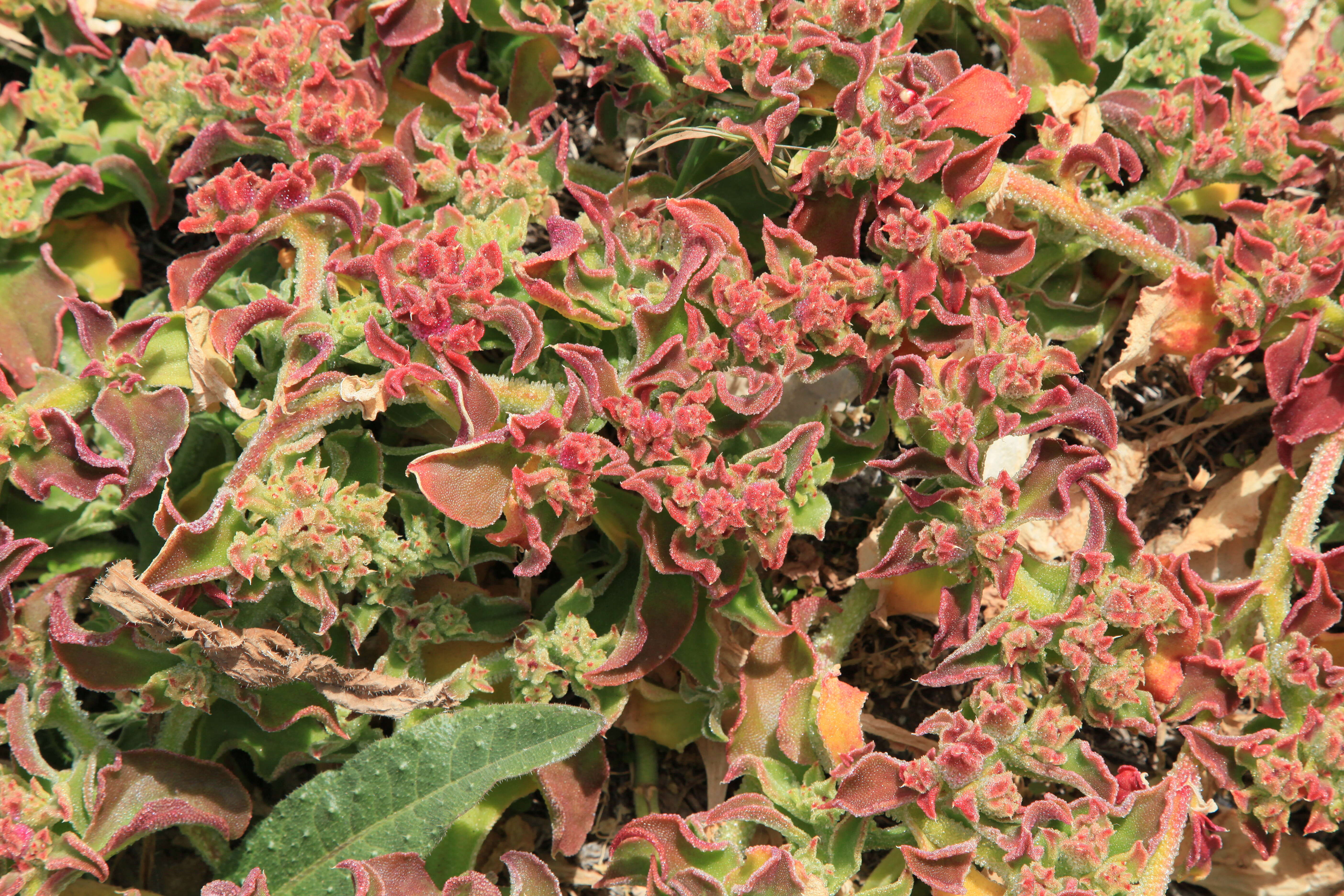 Image of common iceplant