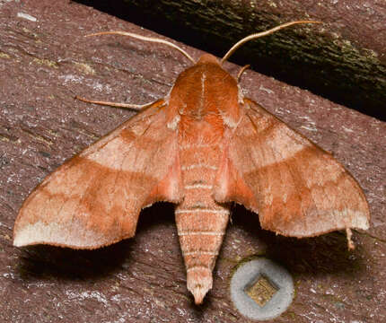 Image of Azalea Sphinx