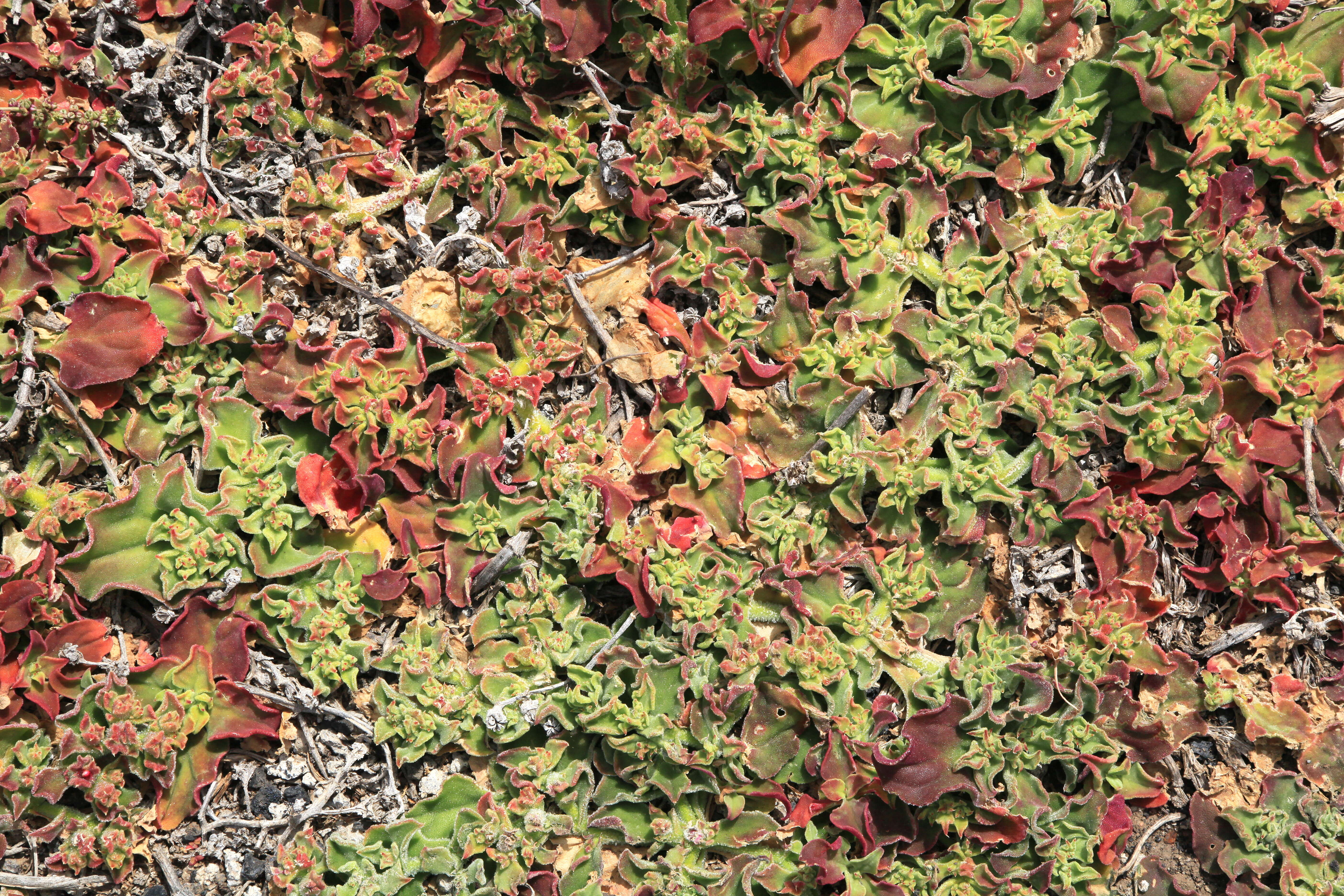 Image of common iceplant