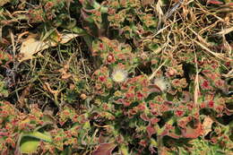 Image of common iceplant