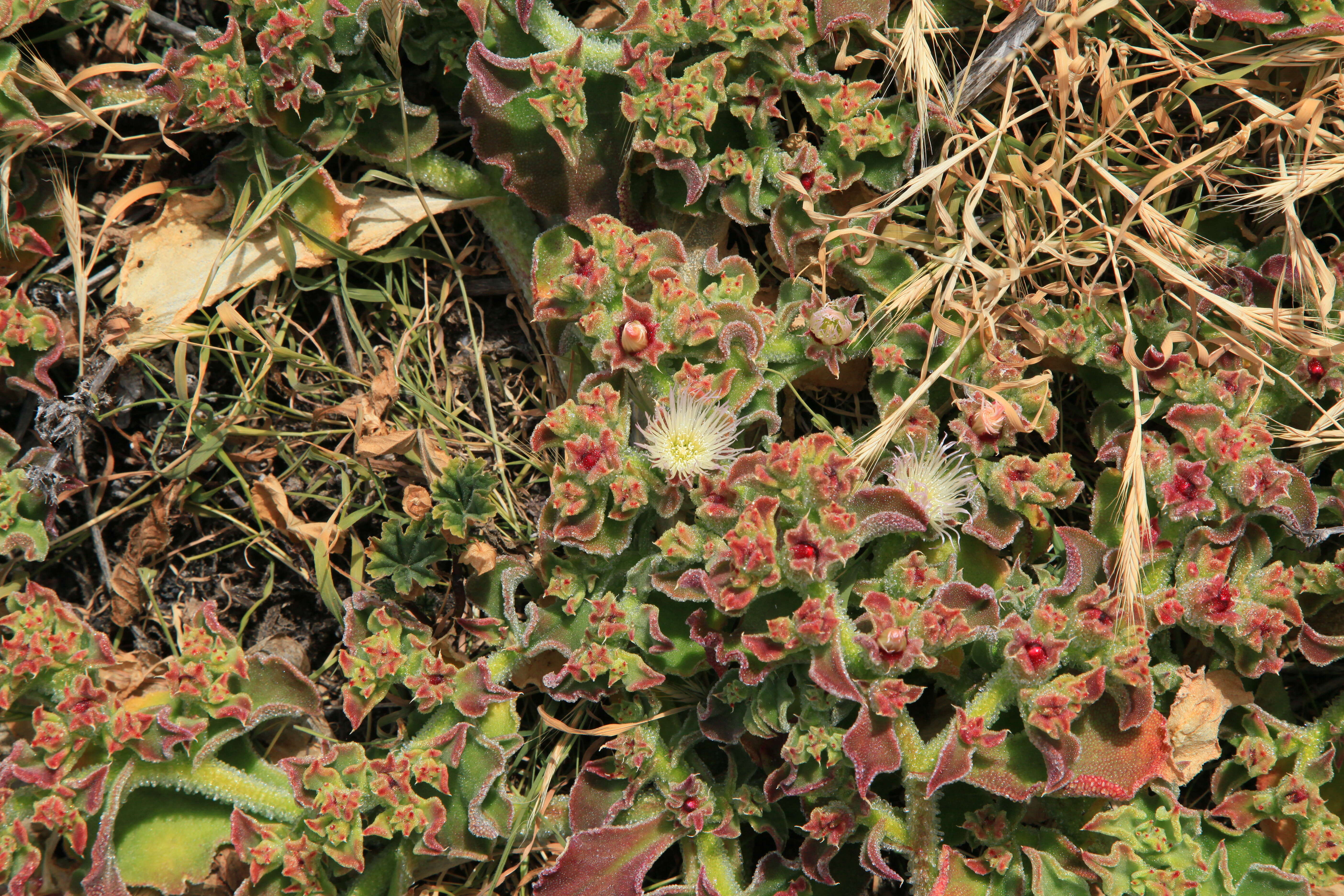 Image of common iceplant