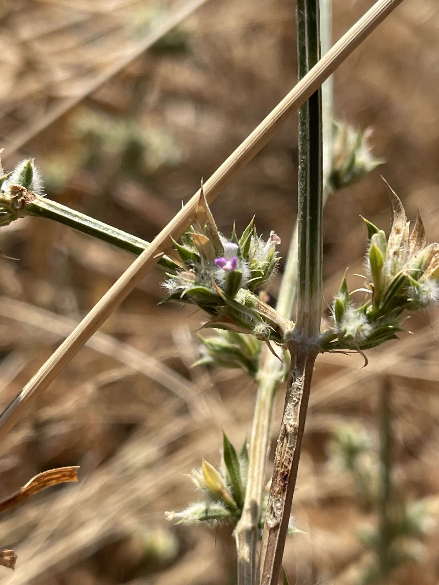 Image of Dicliptera verticillata (Forssk.) C. Christensen