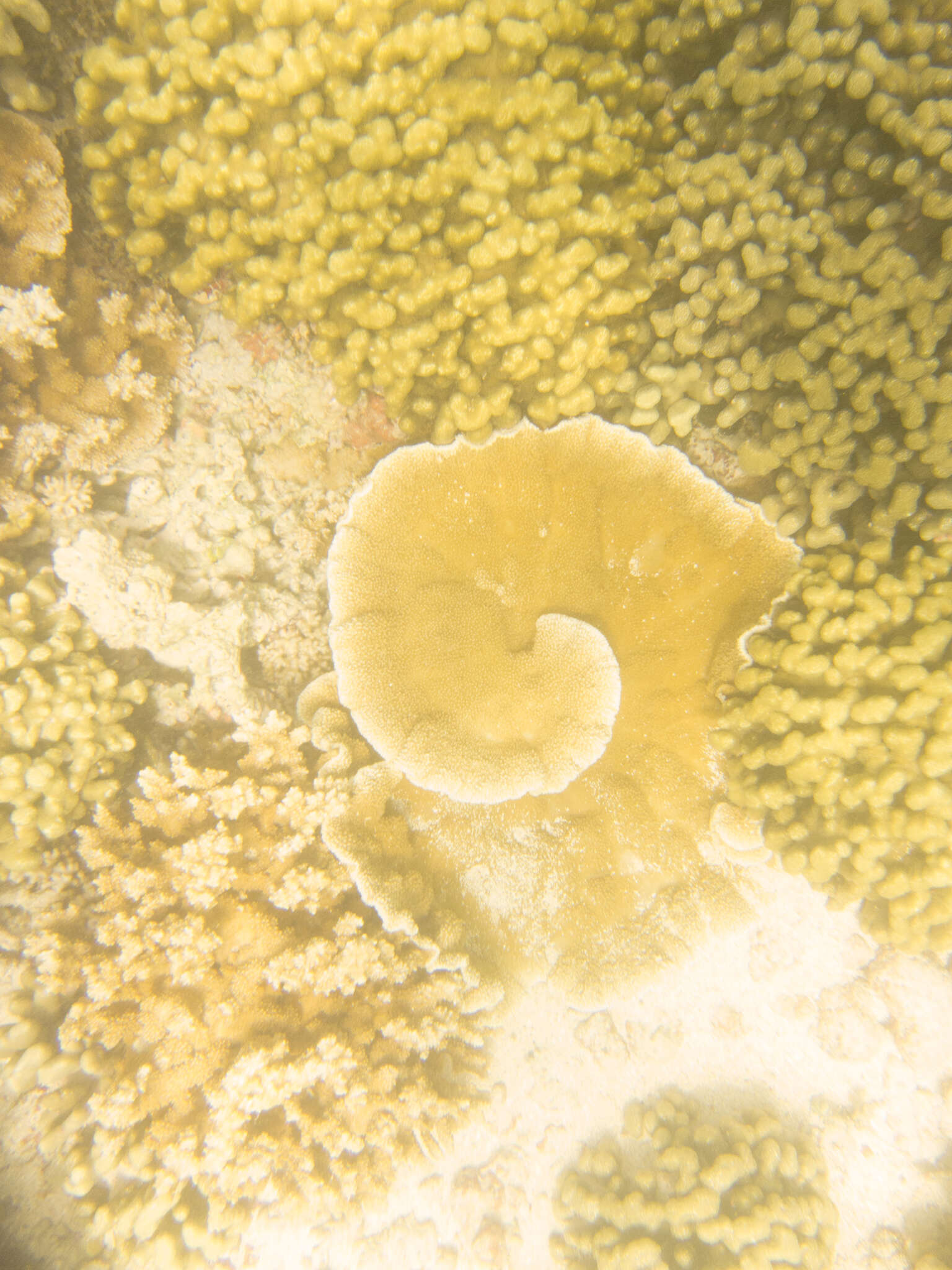 Montipora capitata (Dana 1846)的圖片