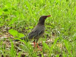 Image of Red-legged Thrush