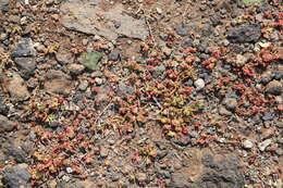 Mesembryanthemum nodiflorum L.的圖片