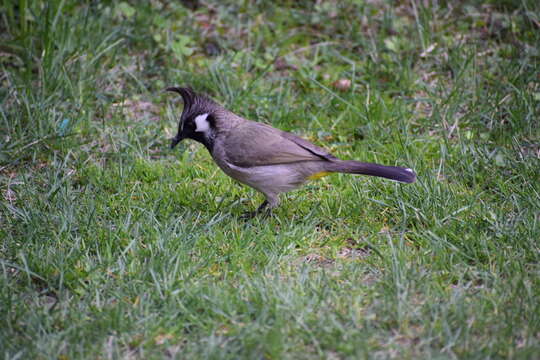 Image of Himalayan Bulbul