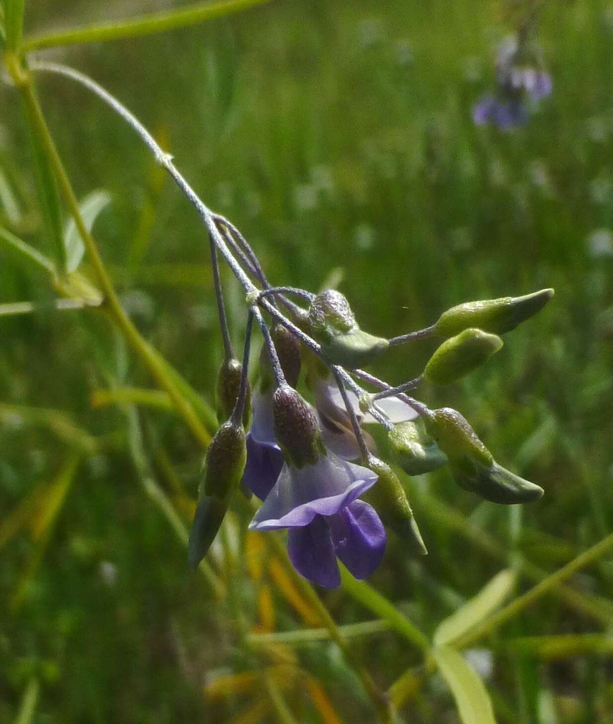 Image of narrowleaf Indian breadroot