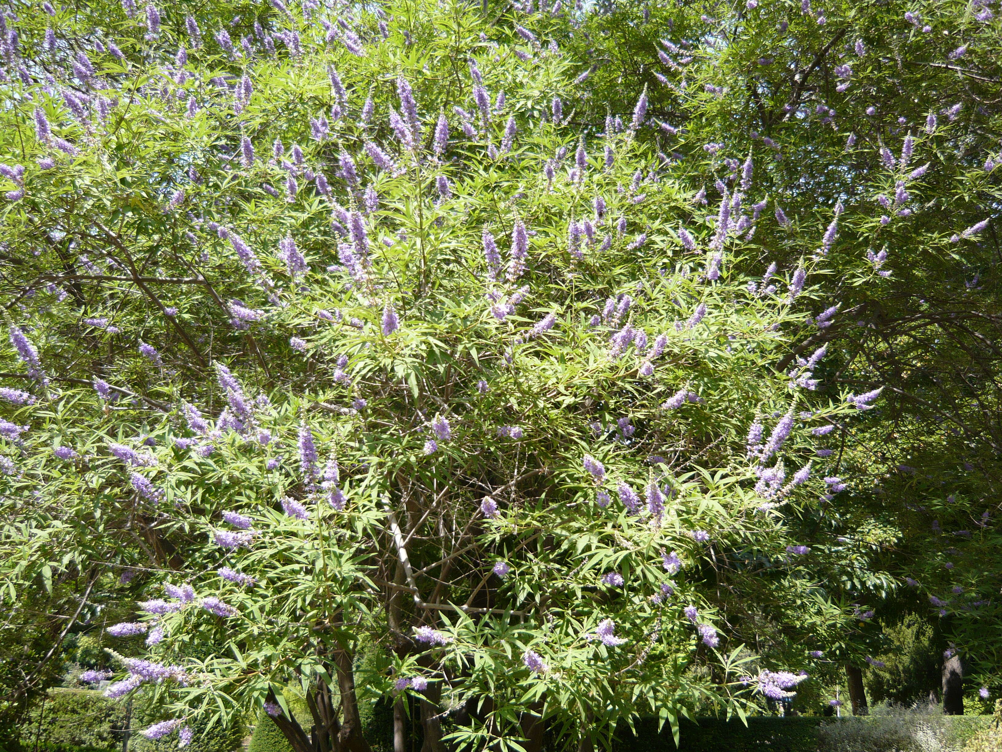 Image of Chaste Tree