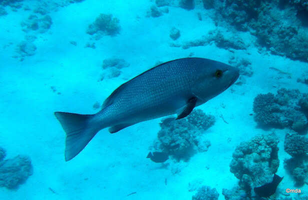 Image of two-spot red snapper