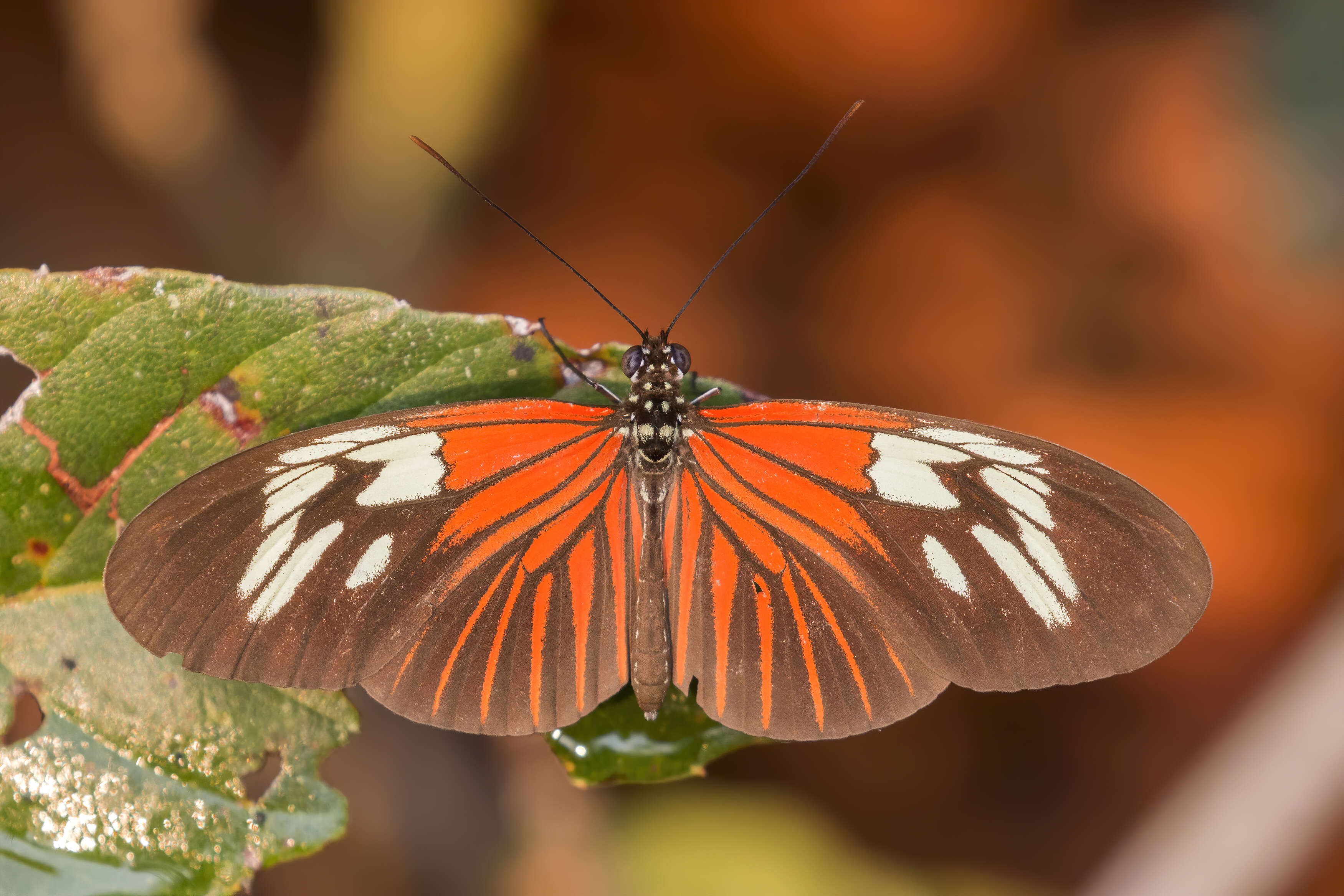 Image of Crimson Patched Longwing