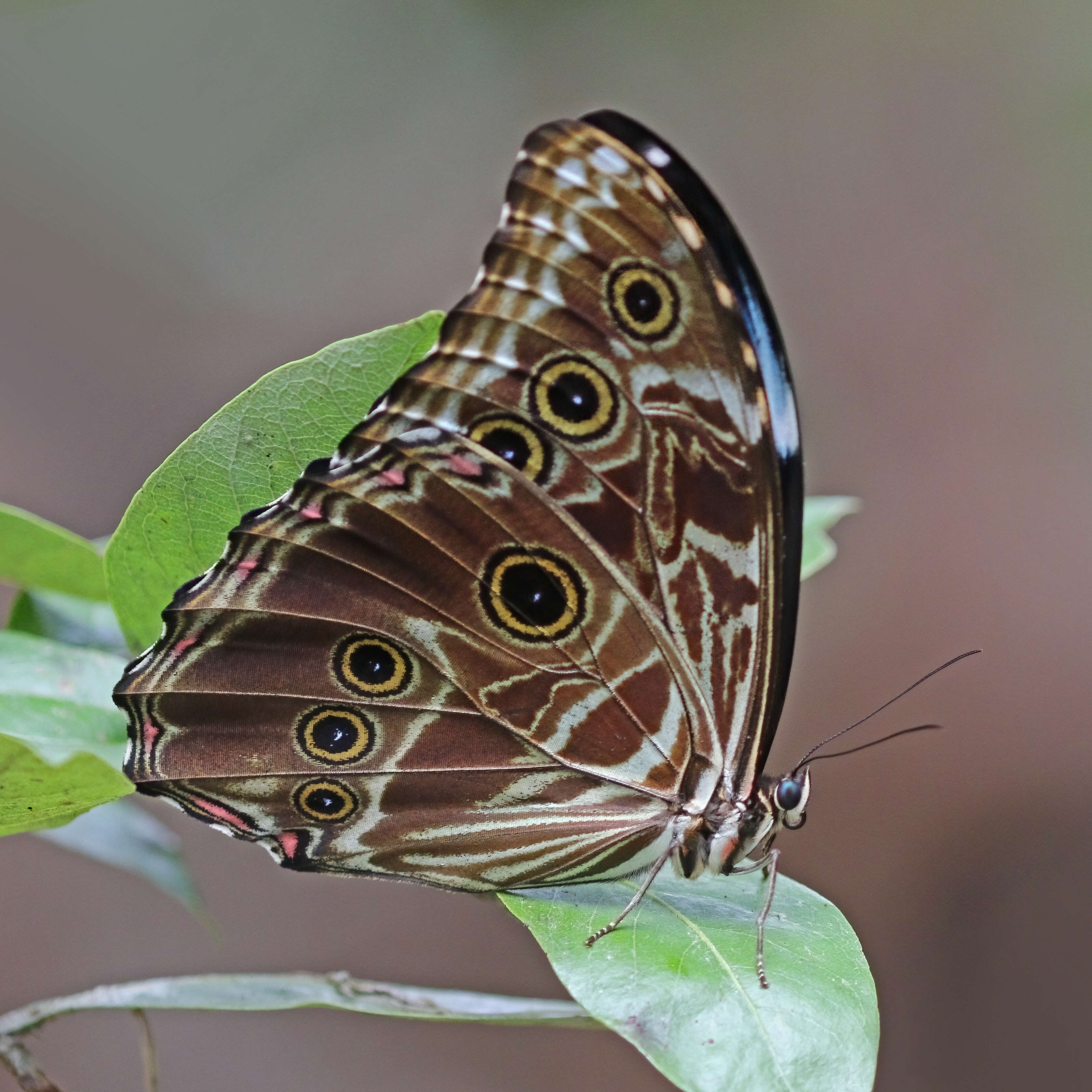 Image of Morpho deidamia Hübner 1816