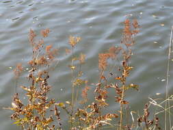 Image of Meadowsweet