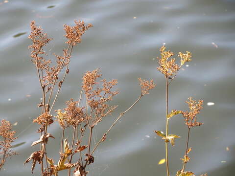 Image of Meadowsweet