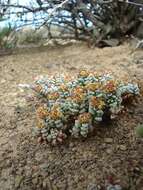 Image of Crassula corallina subsp. corallina