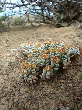 Image of Crassula corallina Thunb.