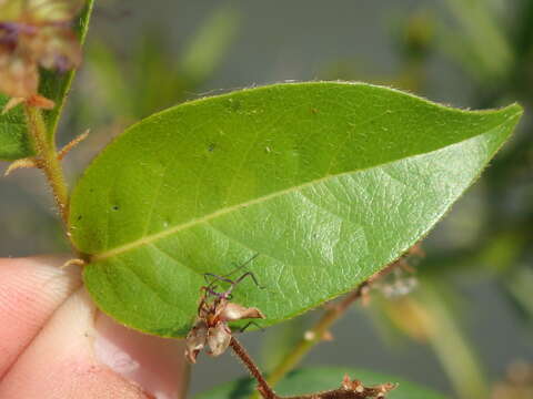 Image of Hirtella gracilipes (Hook. fil.) Prance