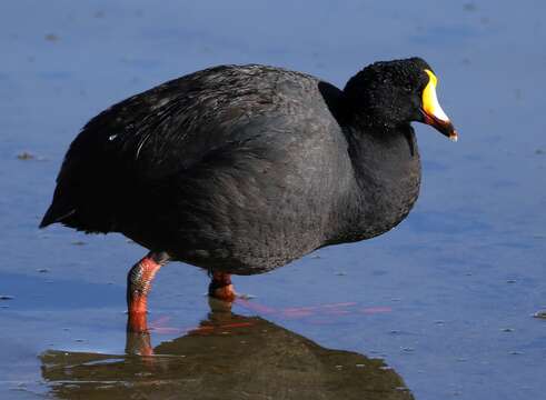 Image of Giant Coot