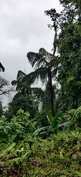 Image of Caryota obtusa Griff.