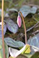 Image of Erythronium shastense D. A. York, J. K. Nelson & D. W. Taylor