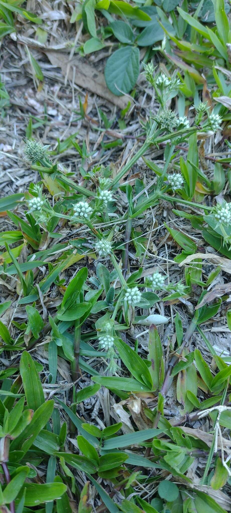 Eryngium nudicaule Lam. resmi