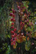 Image of Virginia creeper