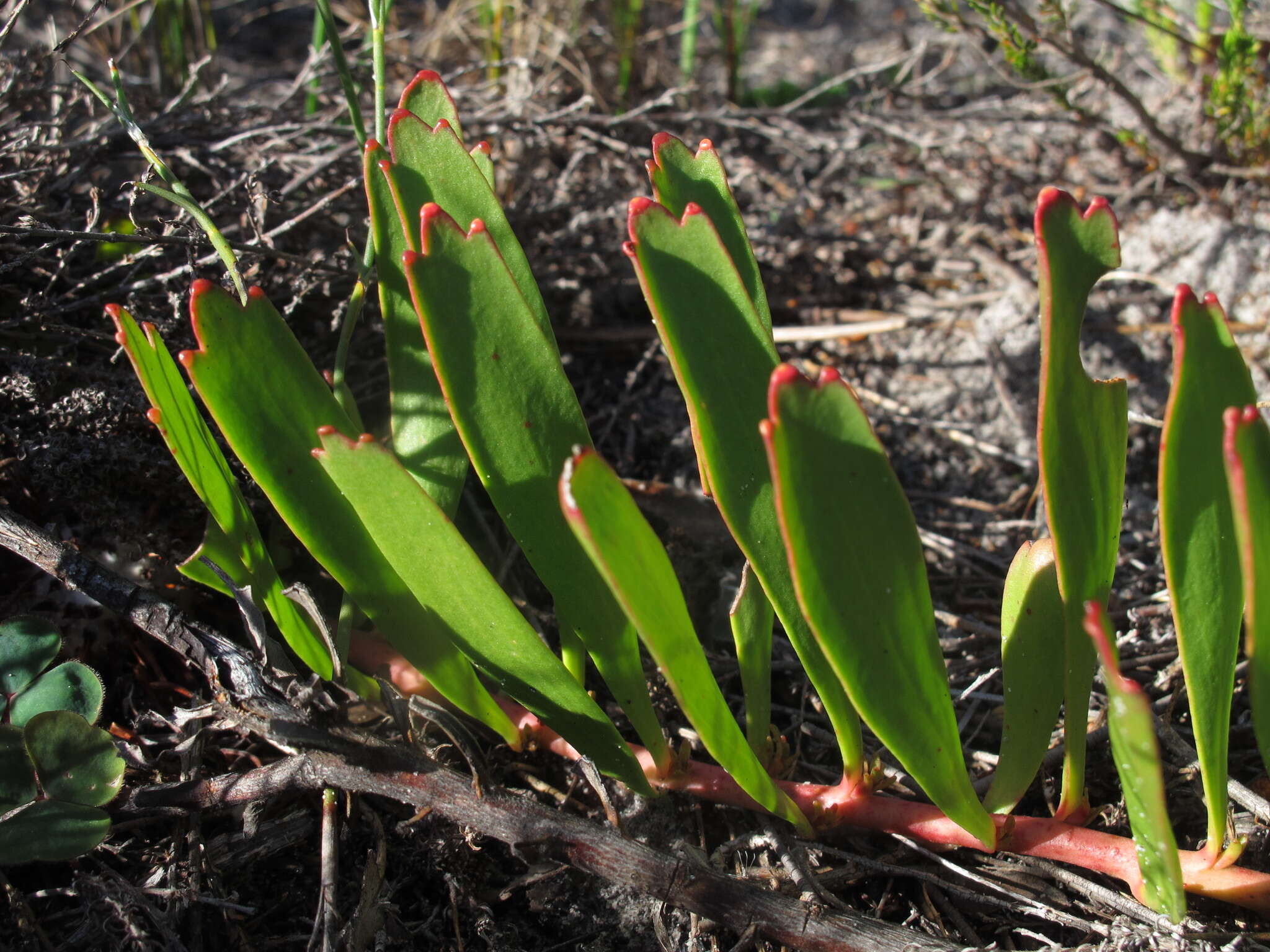 Image de Leucospermum hypophyllocarpodendron subsp. hypophyllocarpodendron