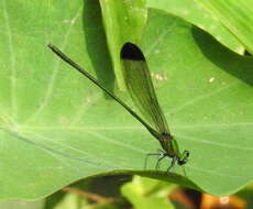 Image of Vestalis nigrescens Fraser 1929