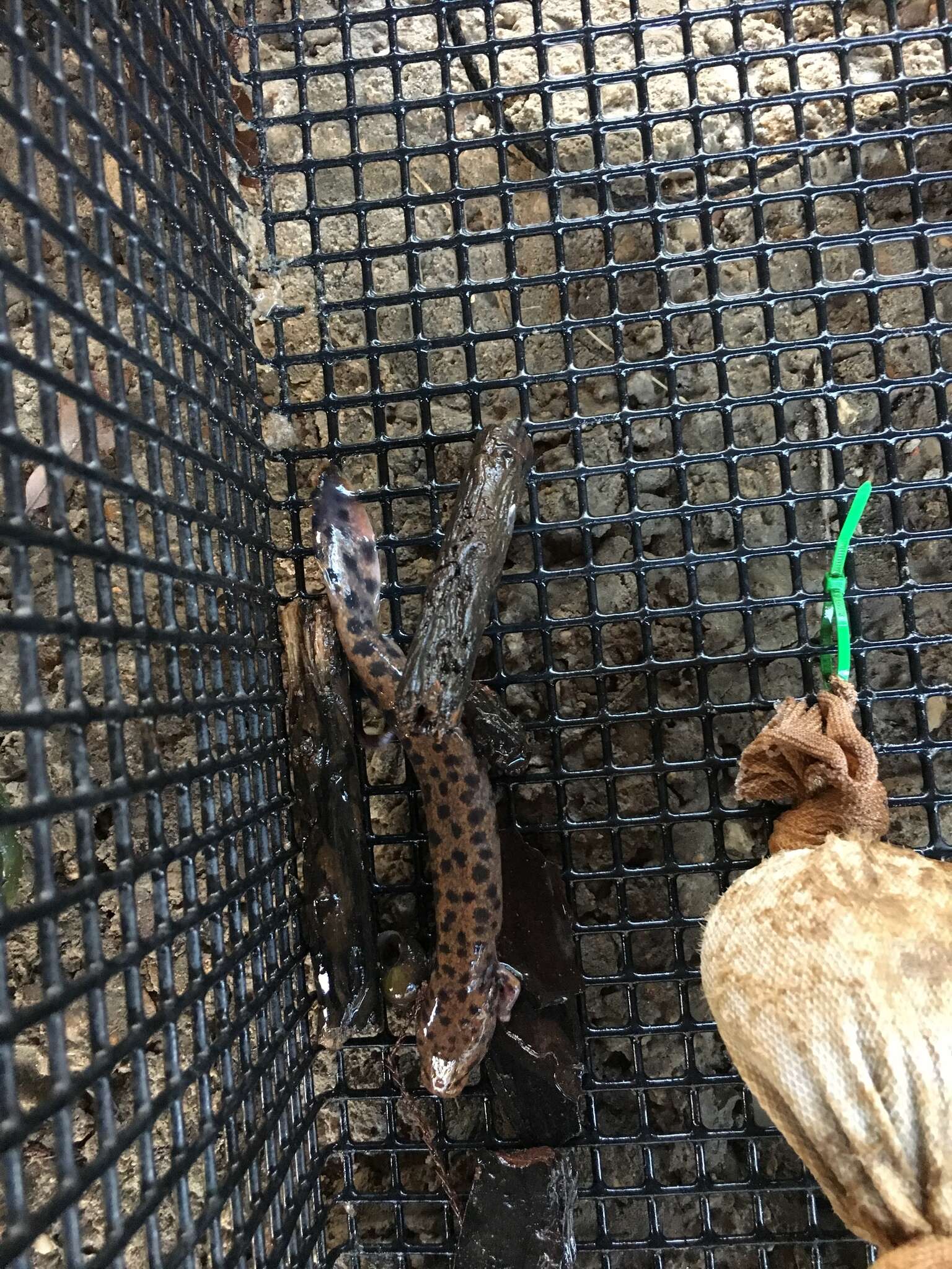 Image of Gulf Coast Waterdog