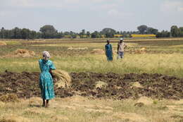 Imagem de Eragrostis tef (Zuccagni) Trotter