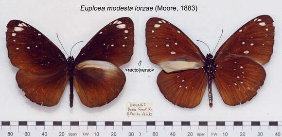 Image of Euploea modesta Butler 1866