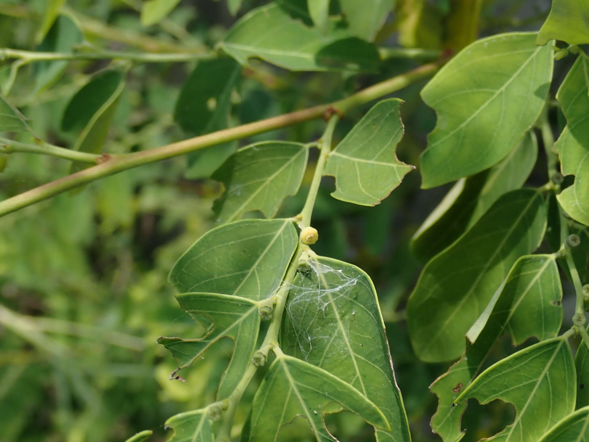 Image of Breynia vitis-idaea (Burm. fil.) C. E. C. Fisch.