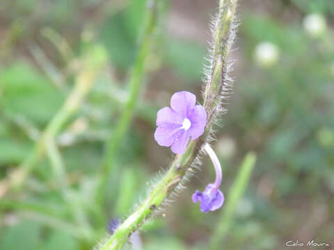 Слика од Stachytarpheta lythrophylla Schauer