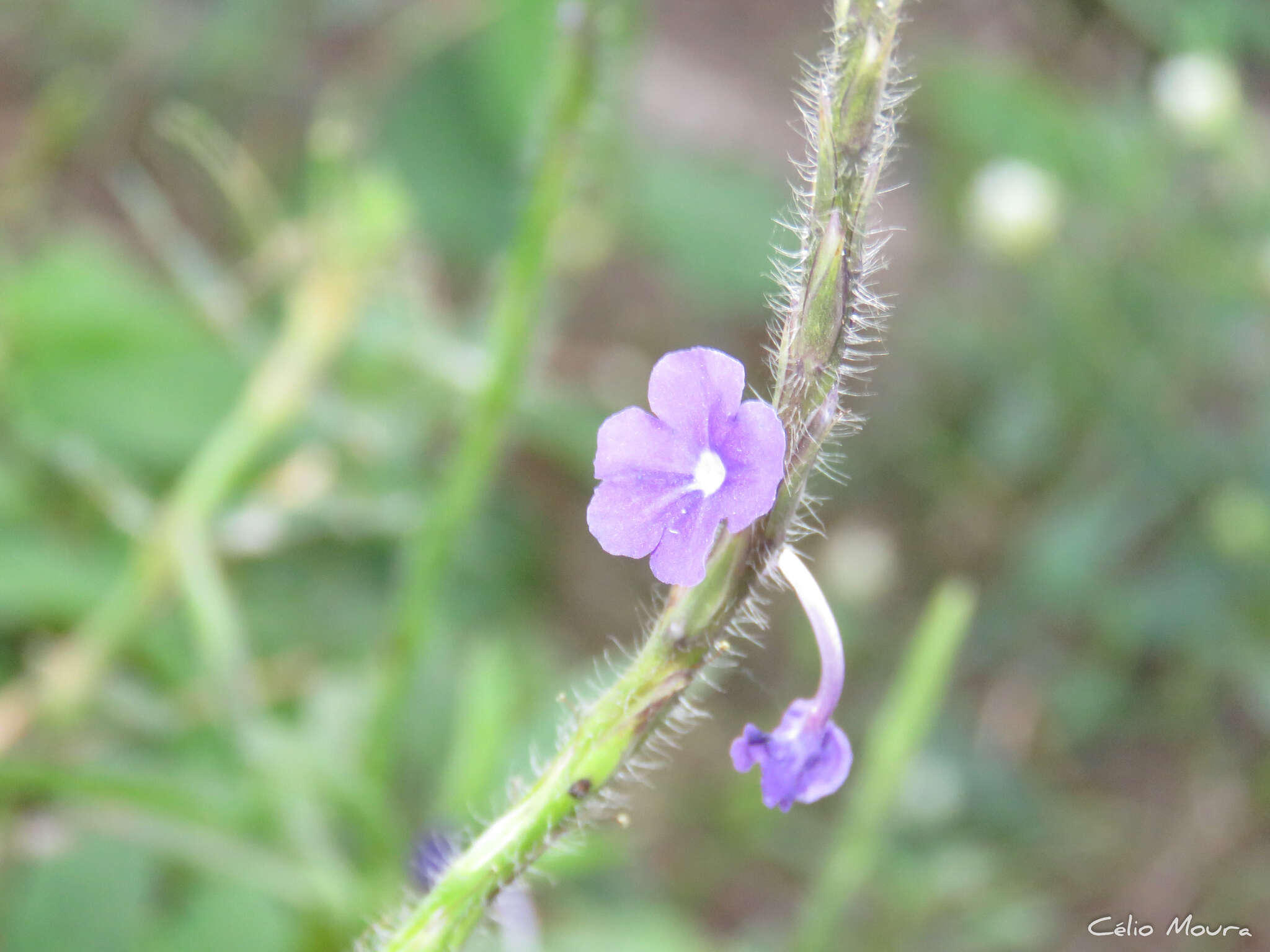 Image de Stachytarpheta lythrophylla Schauer