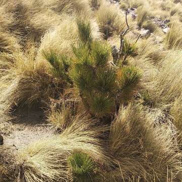 صورة Pinus hartwegii Lindl.