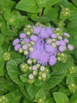 Imagem de Ageratum houstonianum Mill.