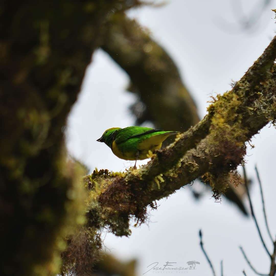 Image of Golden-browed Chlorophonia