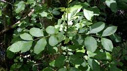 Image de Fraxinus caroliniana Mill.