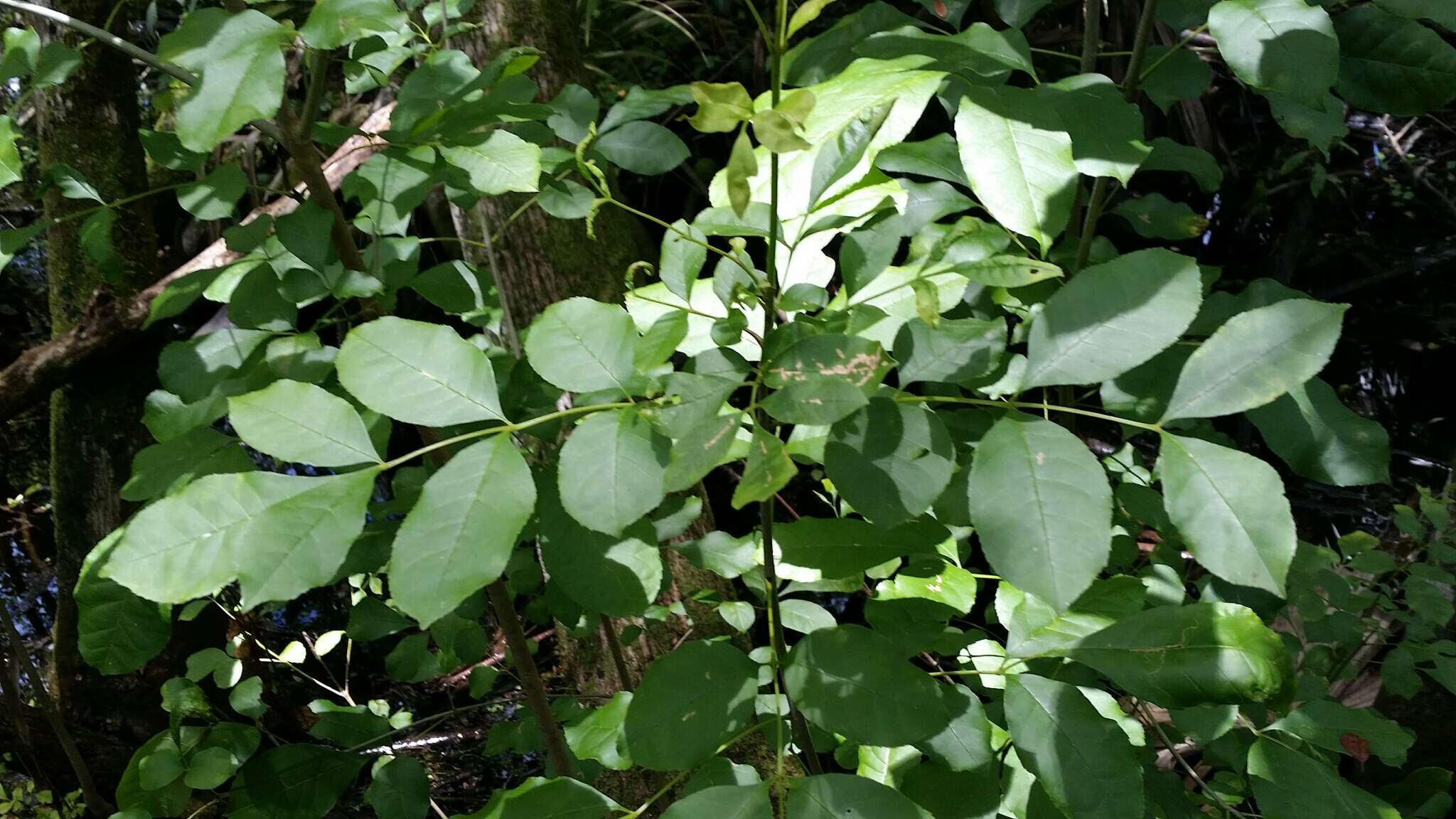 Image de Fraxinus caroliniana Mill.