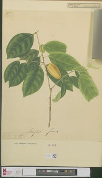 Image of samyda