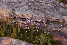 Image of Utricularia grampiana R. W. Jobson