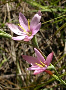 Plancia ëd Hesperantha baurii subsp. baurii