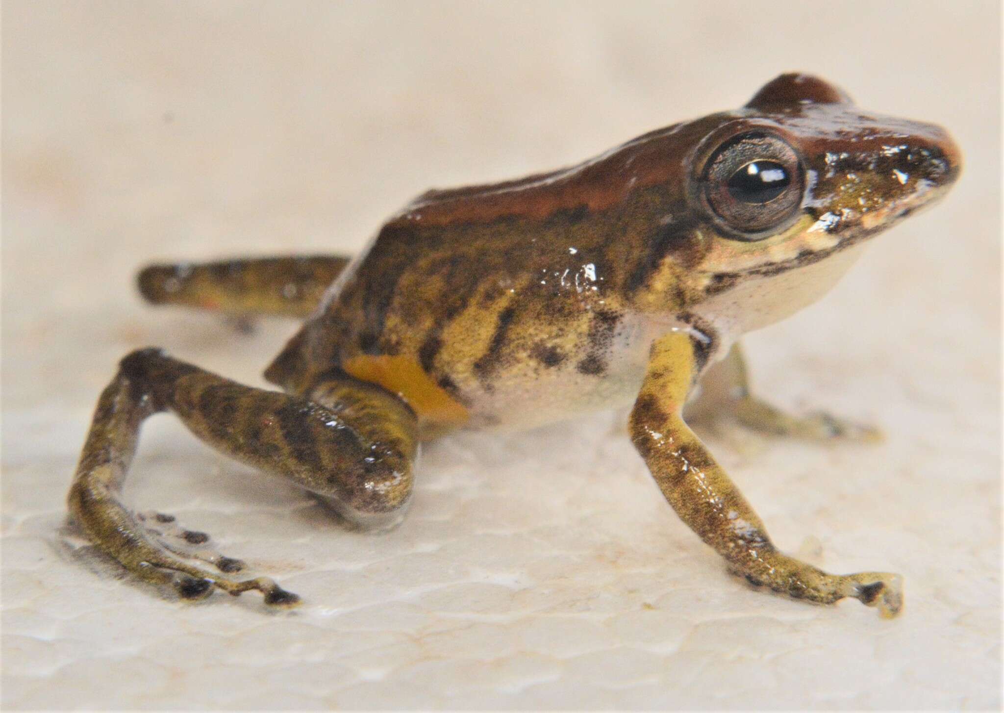 Image of Pristimantis variabilis (Lynch 1968)