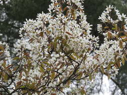 Image de Amelanchier lamarckii F. G. Schroed.