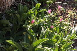 Plancia ëd Echium rosulatum subsp. davaei (Rouy) Coutinho