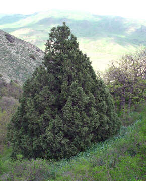 Plancia ëd Juniperus excelsa subsp. polycarpos (K. Koch) Takht.